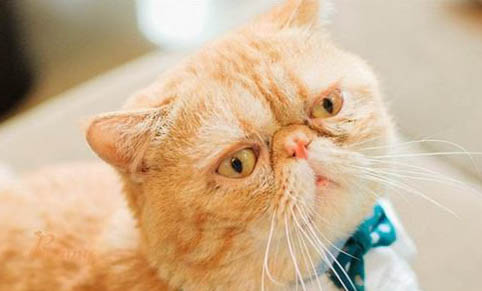 两个月大的猫可以剪爪子吗?