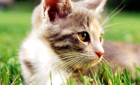 猫咪假孕对猫咪的危害有哪些?