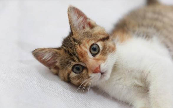 小猫一直吐黄水怎么办?