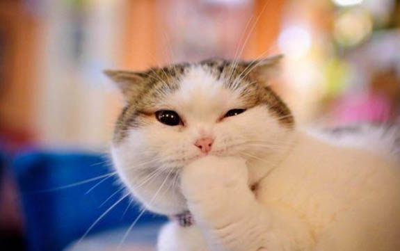 请问猫咪呕吐的原因及处理方法?