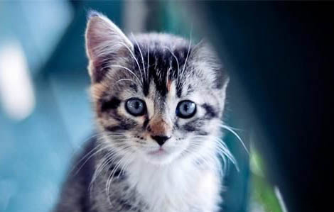 猫突然呕吐死亡是什么原因