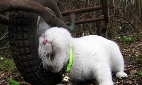 猫打疫苗一共打几针多少钱