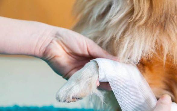 白色的小狗有哪些小型犬品种?