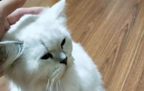 比瑞吉猫粮到底怎么了
