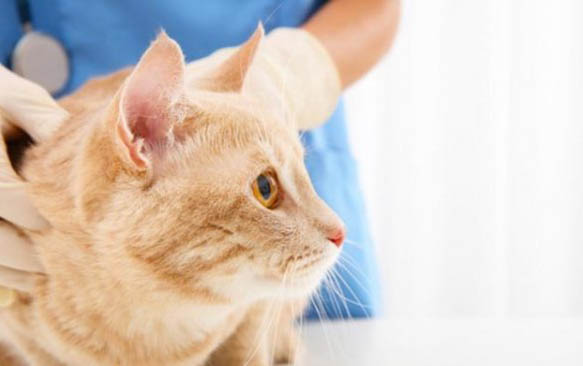 猫咪刷牙牙龈出血是为什么