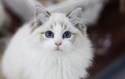 如何让小猫适应新环境
