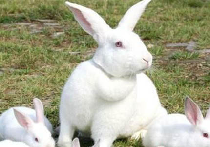 新西兰兔子怎么养