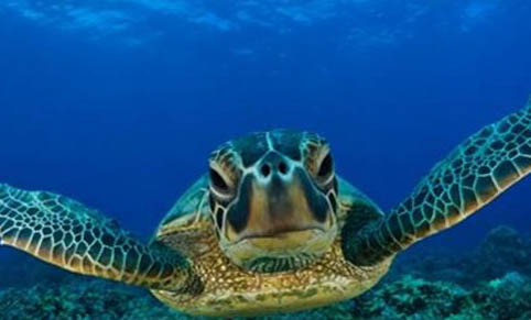 淡化海龟一般能活多久的