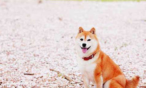 豆柴犬和柴犬的区别