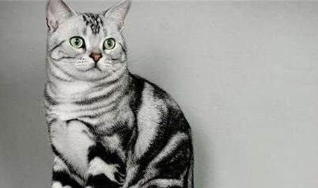 英国短毛猫有哪些品种
