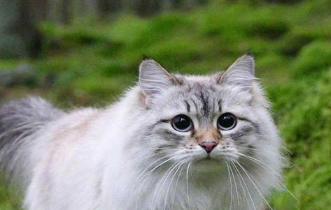 新来的猫咪三天不吃不喝