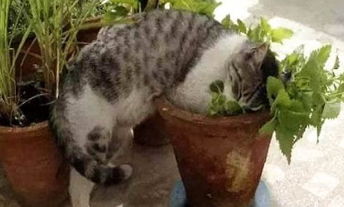猫的寿命一般是几年？