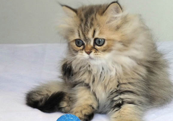 金吉拉猫到处尿的原因及处理方法