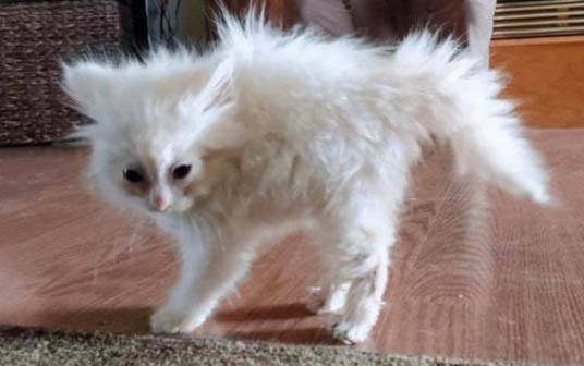 猫咪拉屎有血是咋回事