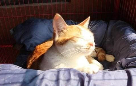 猫咪下崽主人需要做什么?