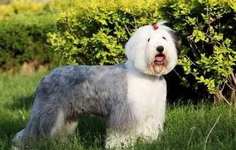 苏格兰牧羊犬流眼泪眼屎多是什么原因
