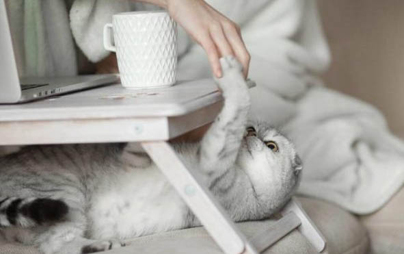 小猫假死一般多久