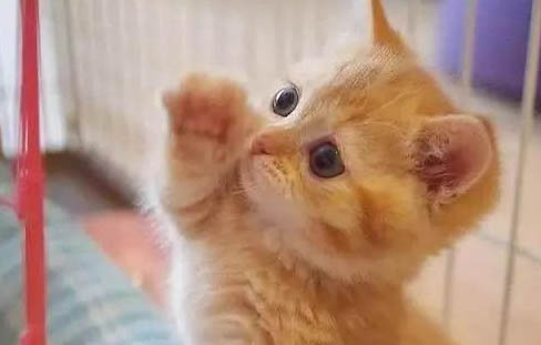 橘猫为什么爱咬人