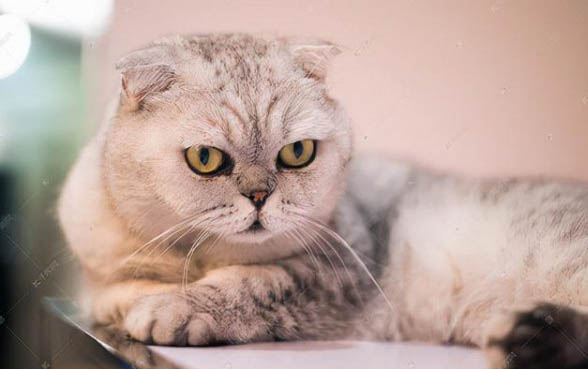 猫嘴角烂了是什么原因?