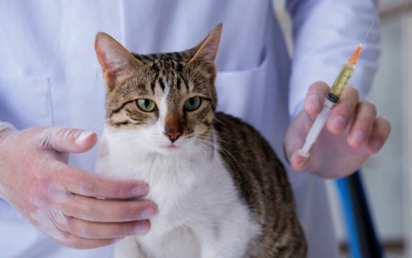 小猫睡觉呼吸急促