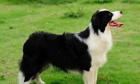 哪里有卖边境牧羊犬 怎么买牧羊犬