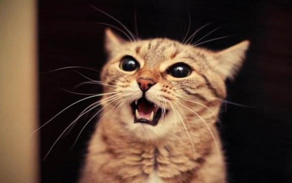 猫身上有疙瘩一样的东西是什么