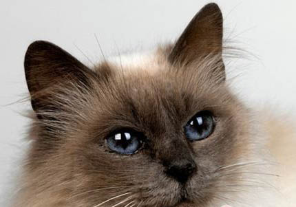 巴厘猫尿结石的原因