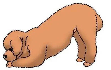 狗宫缩发抖多久能生