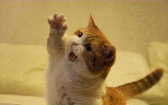 小猫咪可以喝酸奶吗