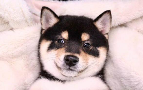 豆柴犬与柴犬有什么区别