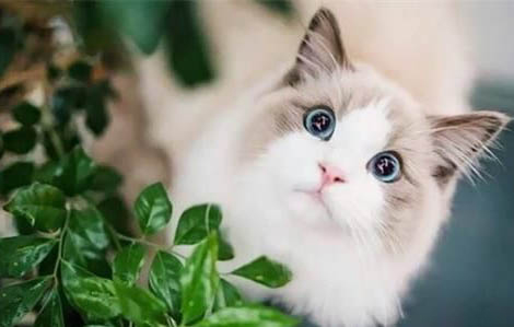 猫拉稀不吃东西没精神怎么办