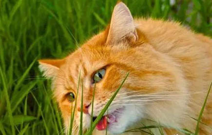 猫打喷嚏有脓鼻涕的原因