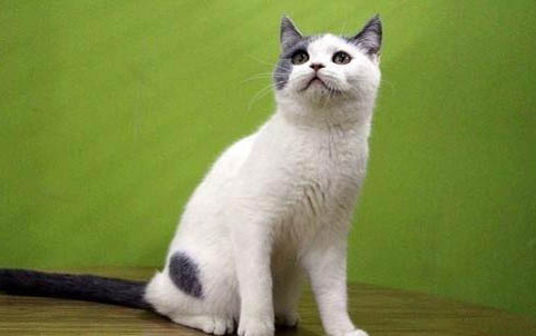猫尿路有炎症怎么办