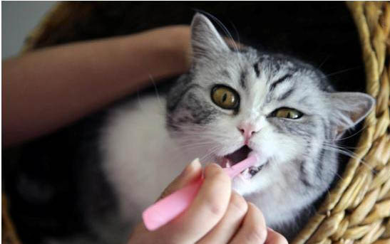猫咪耳螨的治疗方法