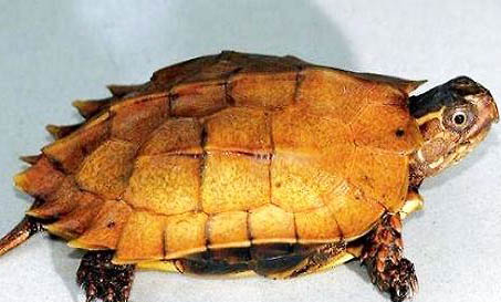 乌龟掉皮是怎么回事？
