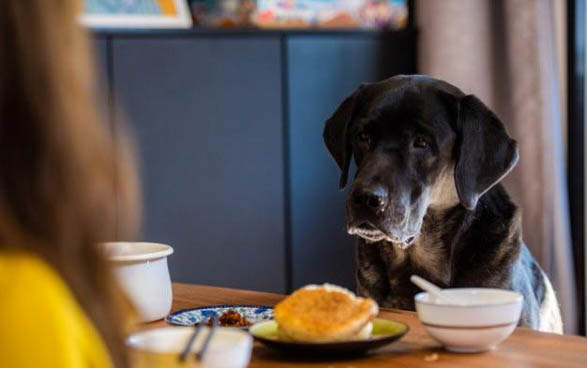 狗狗是否可以吃猕猴桃吗