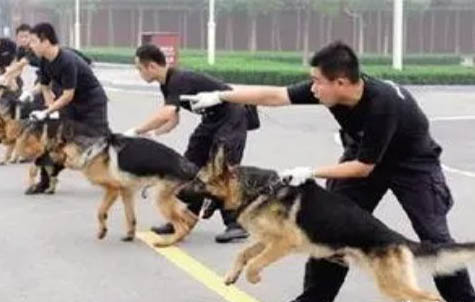 狗狗尿尿带血