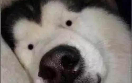 猫咪为什么老是要叫唤呢