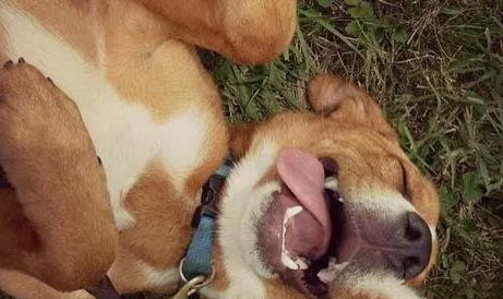 狗狗得了犬瘟多久才能痊愈