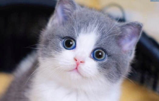 蓝白折耳猫最多能活多久?