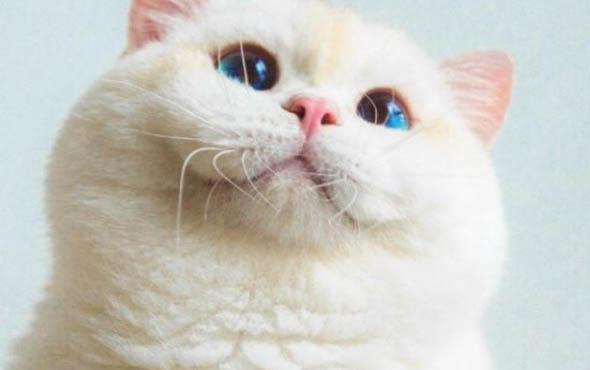 小猫可以喝牛奶吗?