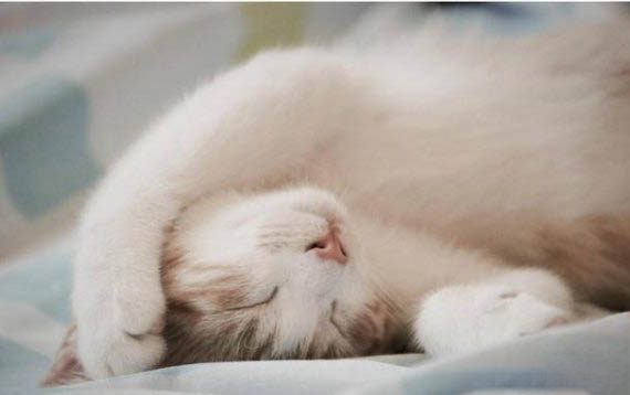 小猫感冒了吃什么药?