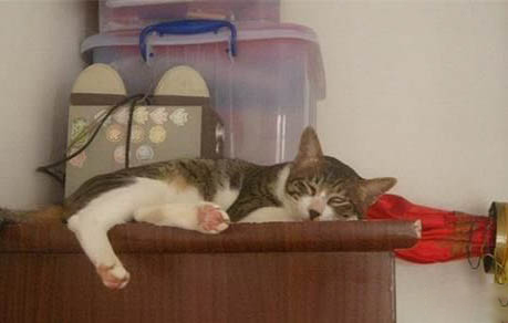 猫咪流产后肚子里还有活的吗