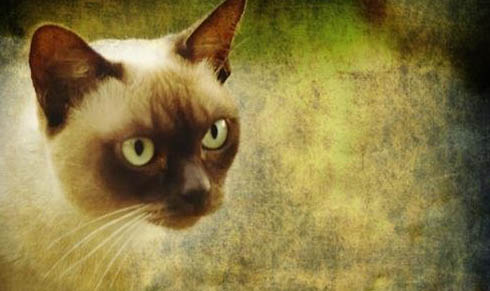 缅甸猫打嗝是什么原因引起