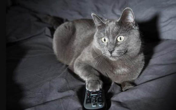 小猫出生几天可以摸
