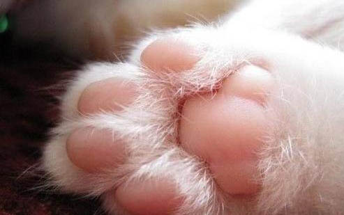 猫腹部积水怎么治疗