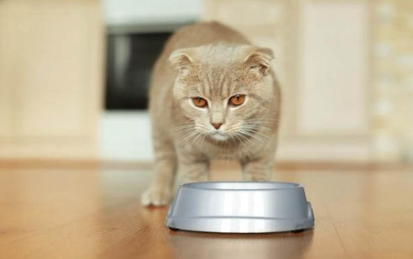猫咪疝气症状都有哪些表现