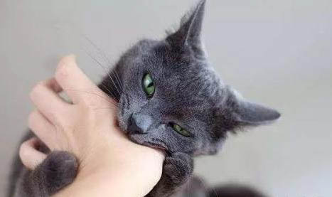 猫拉屎有血但精神很好