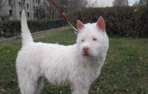 下司犬长毛好还是短毛好