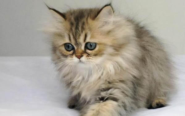 猫罐头三十多度可以放多久